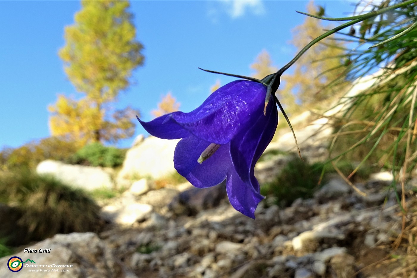 92 Campanula ...d'autunno.JPG